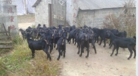 努比亚黑山羊育肥羊苗