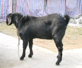 The Nubian young male